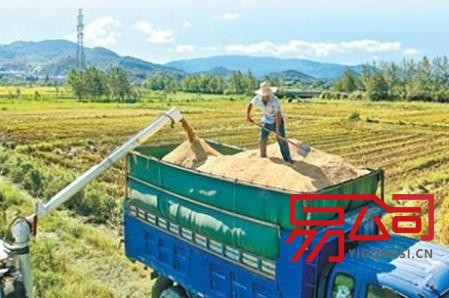 全年粮食夺取丰收有支撑(撸起袖子加油干) 全年粮食夺取丰收有支撑(撸起袖子加油干)