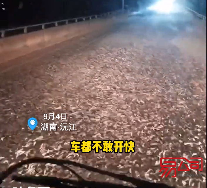 益阳市办理代理记账许可证的条件(湖南益阳大桥现飞虫铺天盖地) 益阳市办理代理记账许可证的条件(湖南益阳大桥现飞虫铺天盖地)